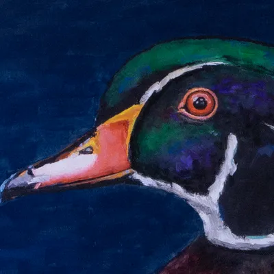 Drake Wood Duck, detail of the wood duck drake's plumage and vivid coloring in Jeff Miller's bold, expressive brushwork